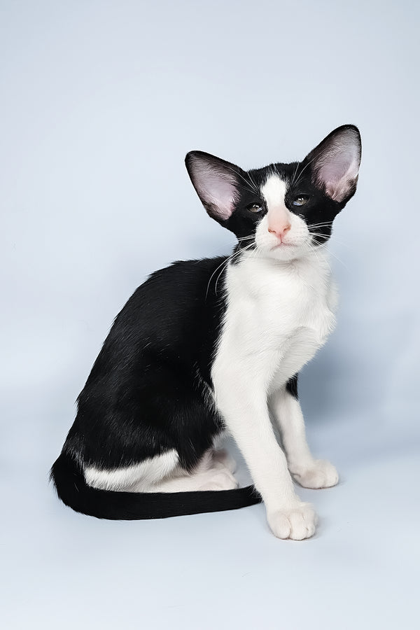 Milka | Oriental Shorthair Kitten