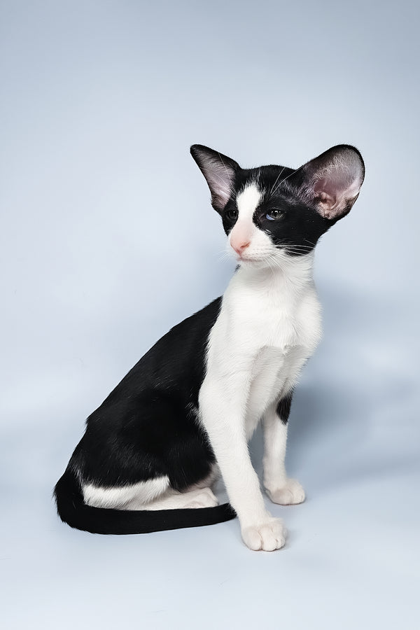 Milka | Oriental Shorthair Kitten