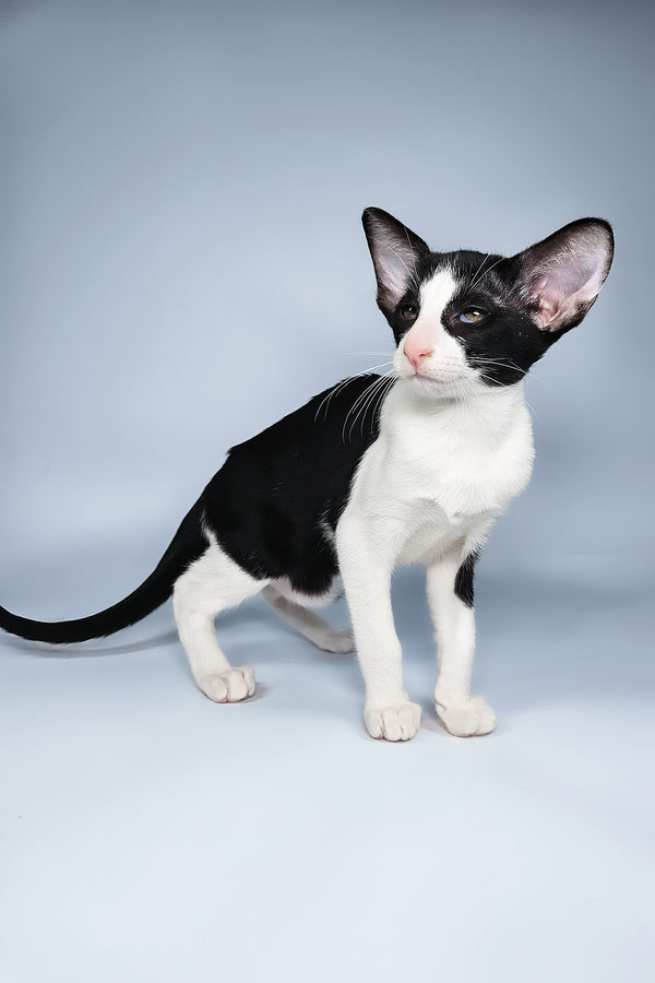 Milka | Oriental Shorthair Kitten