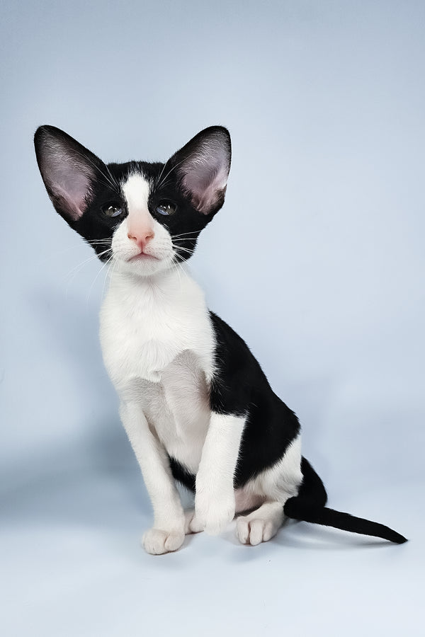 Milka | Oriental Shorthair Kitten