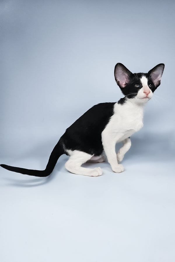 Milka | Oriental Shorthair Kitten