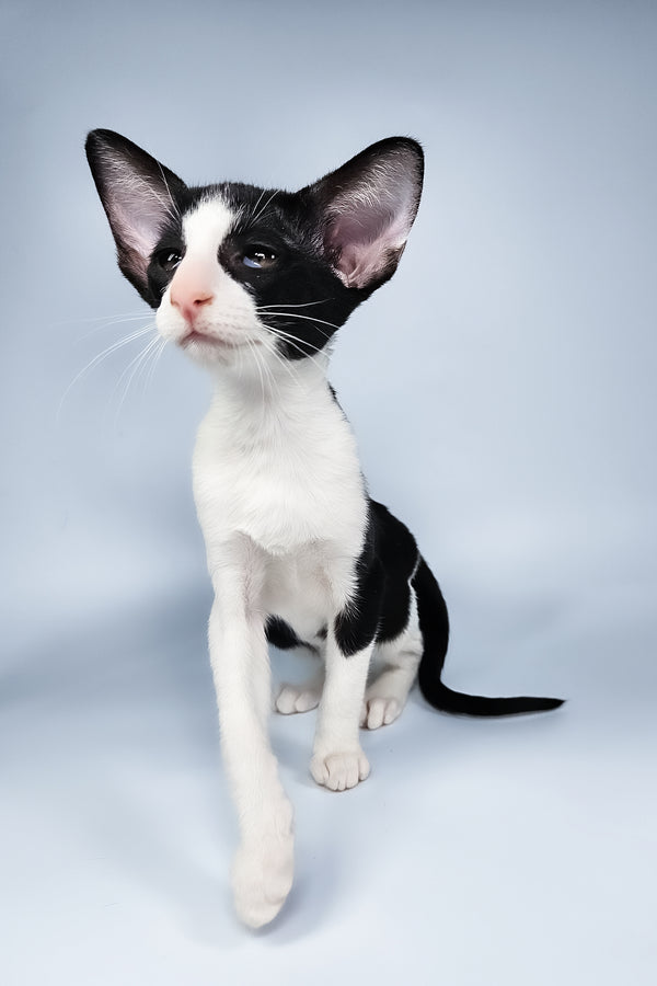Milka | Oriental Shorthair Kitten