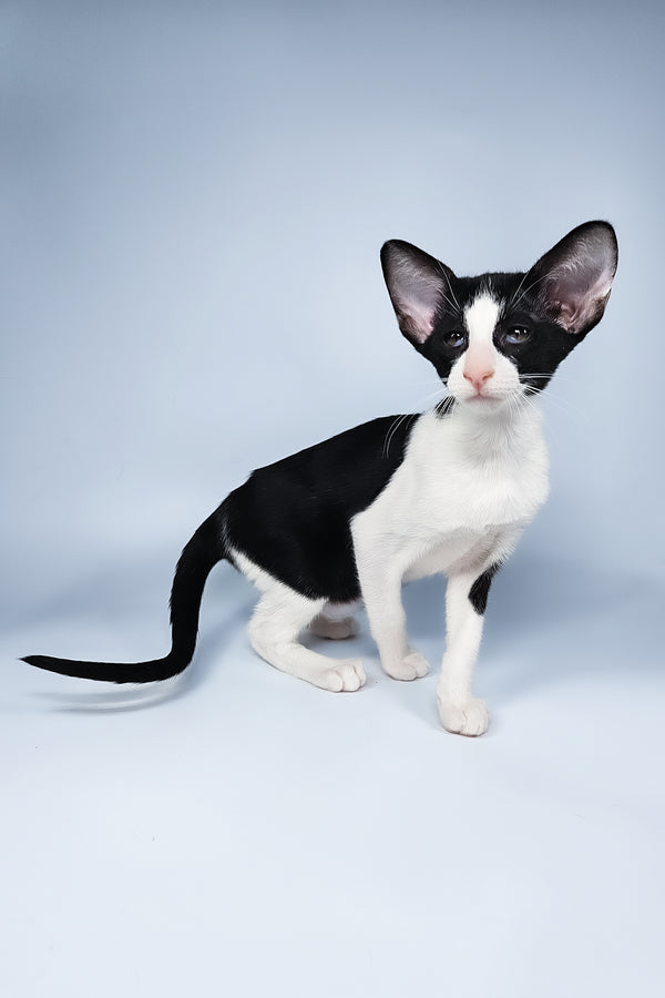 Milka | Oriental Shorthair Kitten