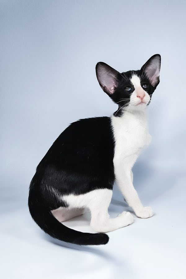 Milka | Oriental Shorthair Kitten