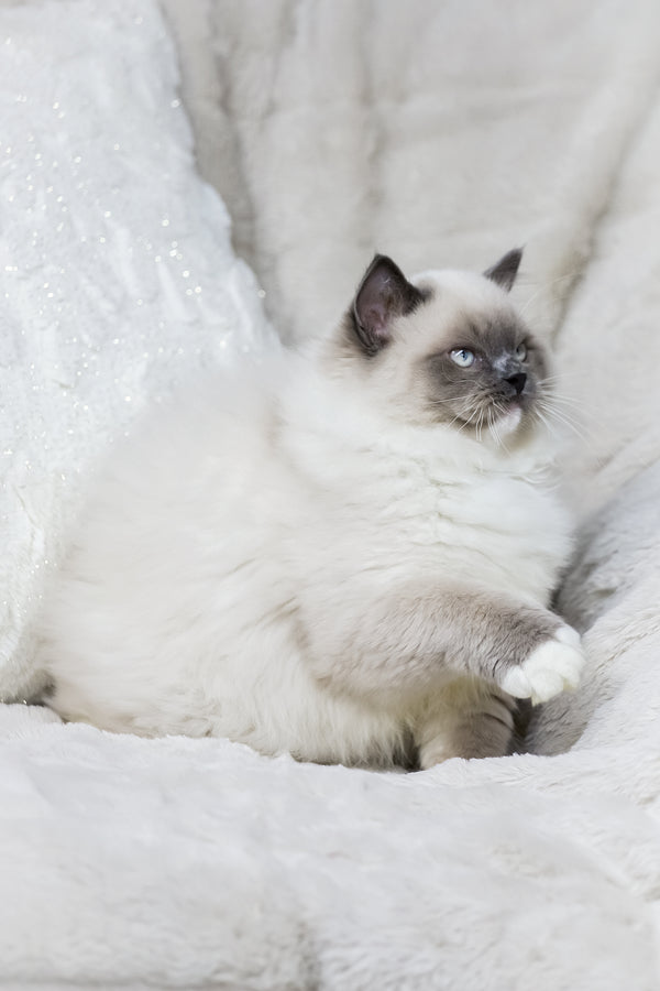 Milo | Ragdoll Kitten