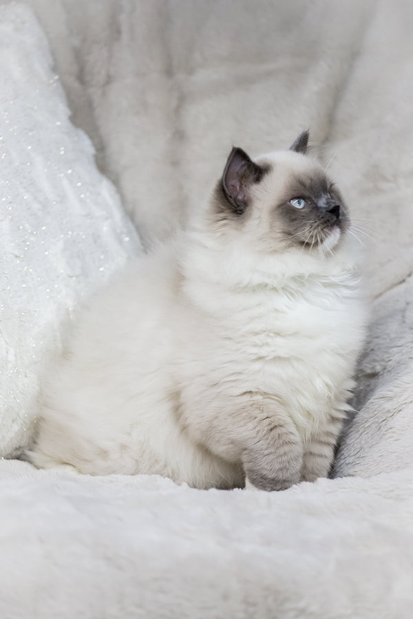 Milo | Ragdoll Kitten