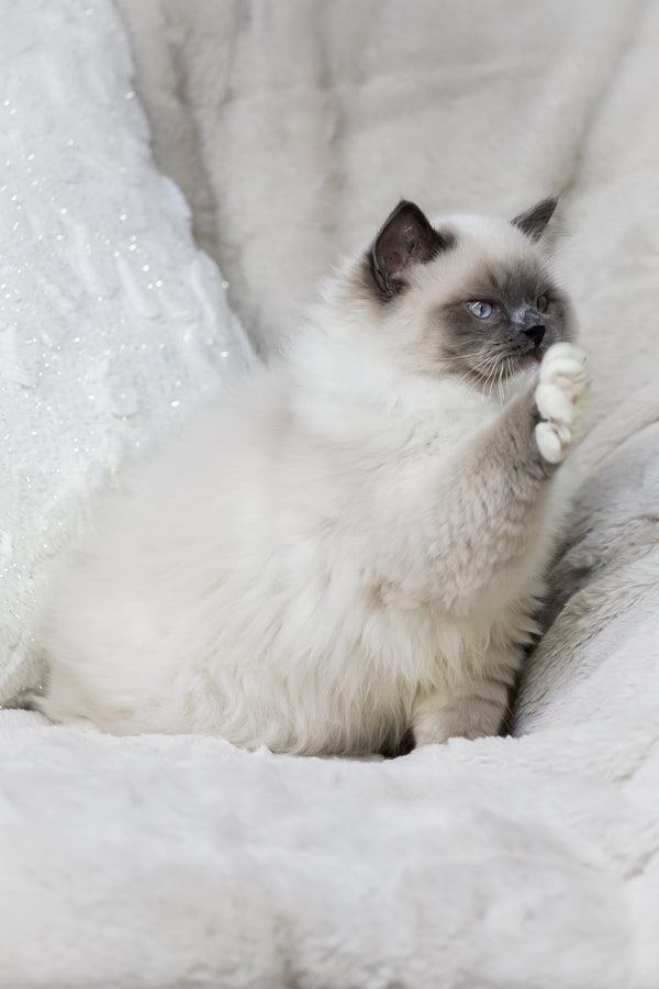 Milo | Ragdoll Kitten