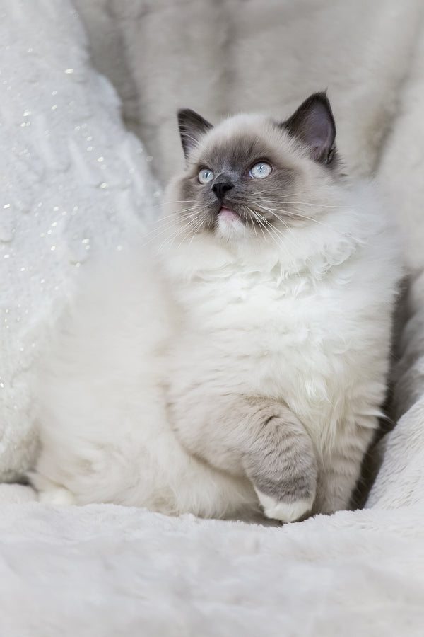 Milo | Ragdoll Kitten
