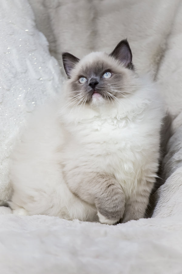 Milo | Ragdoll Kitten