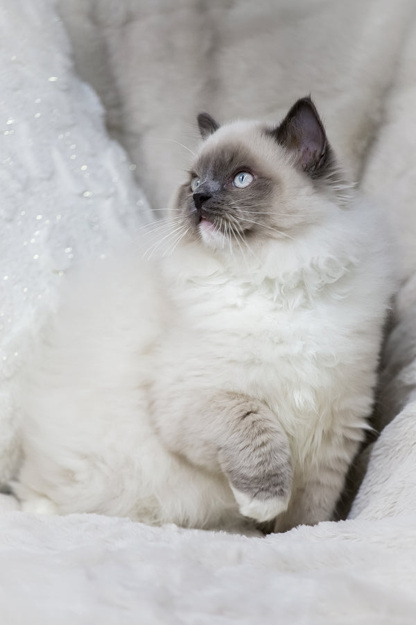 Milo | Ragdoll Kitten