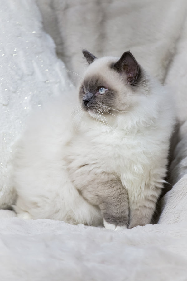 Milo | Ragdoll Kitten