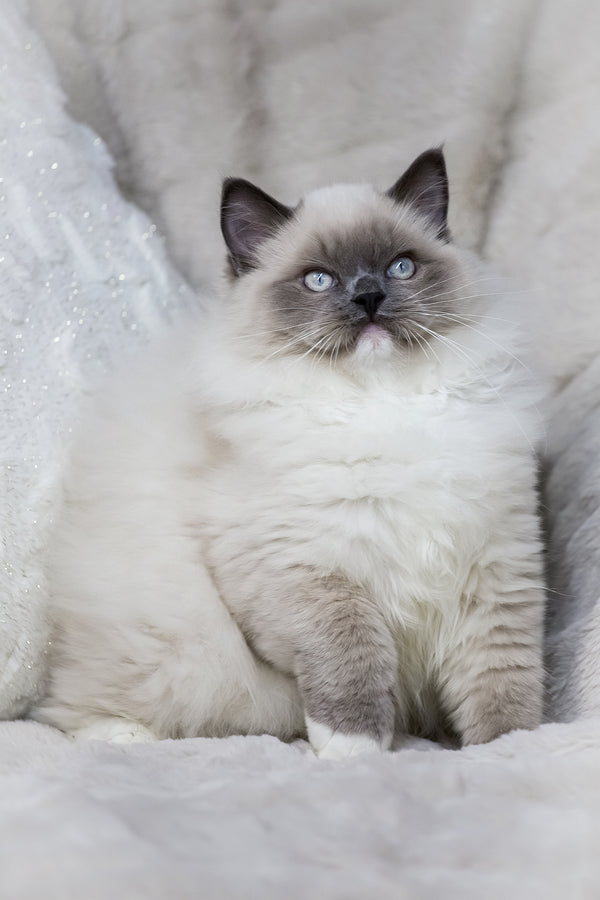 Milo | Ragdoll Kitten
