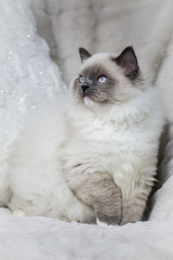 Milo | Ragdoll Kitten