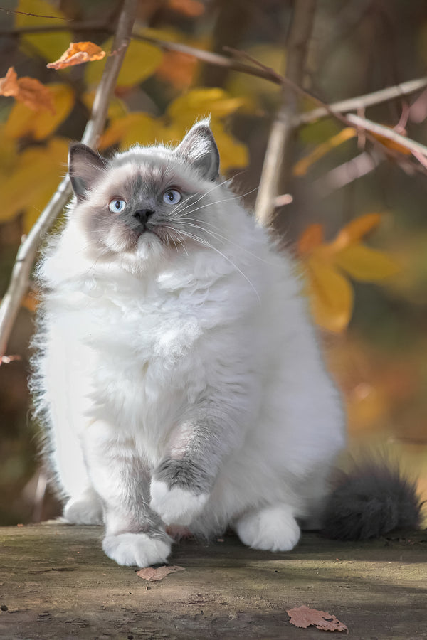 Milo | Ragdoll Kitten