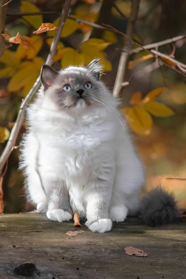 Milo | Ragdoll Kitten