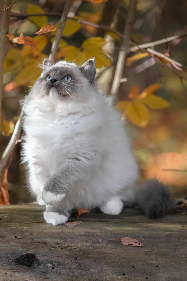 Milo | Ragdoll Kitten