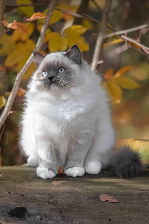 Milo | Ragdoll Kitten