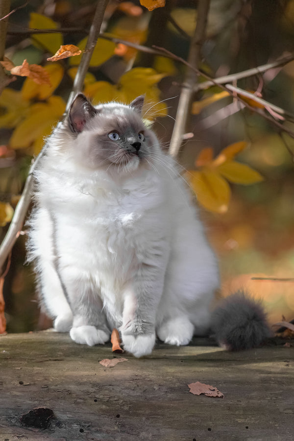 Milo | Ragdoll Kitten