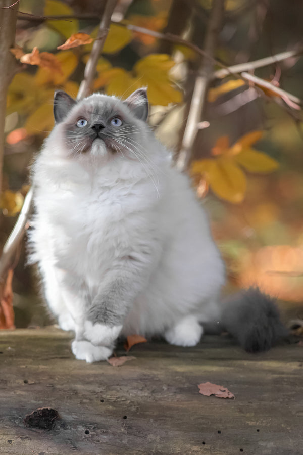 Milo | Ragdoll Kitten