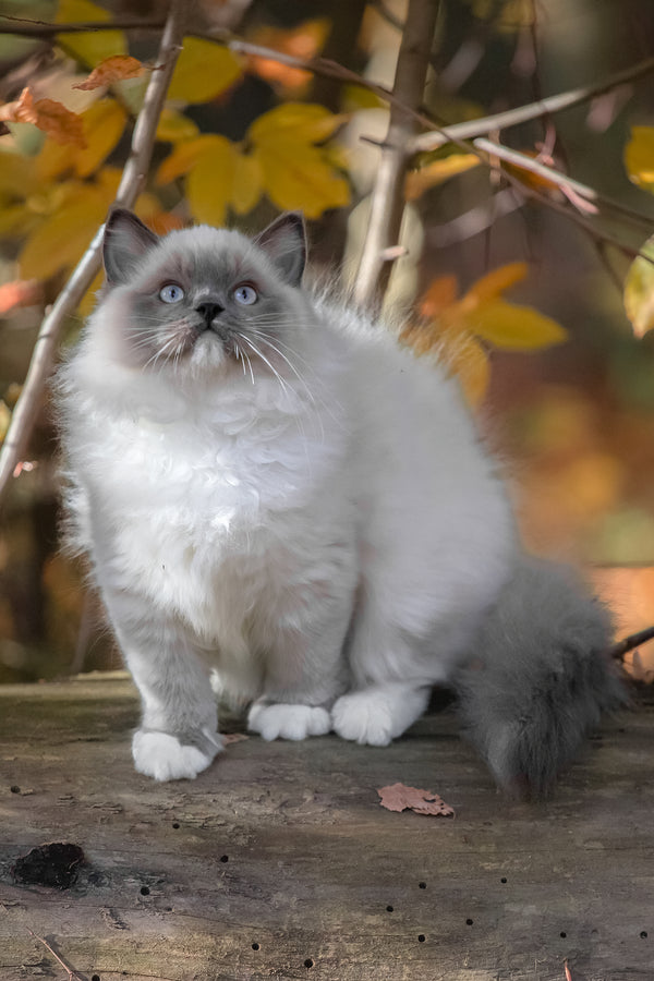 Milo | Ragdoll Kitten