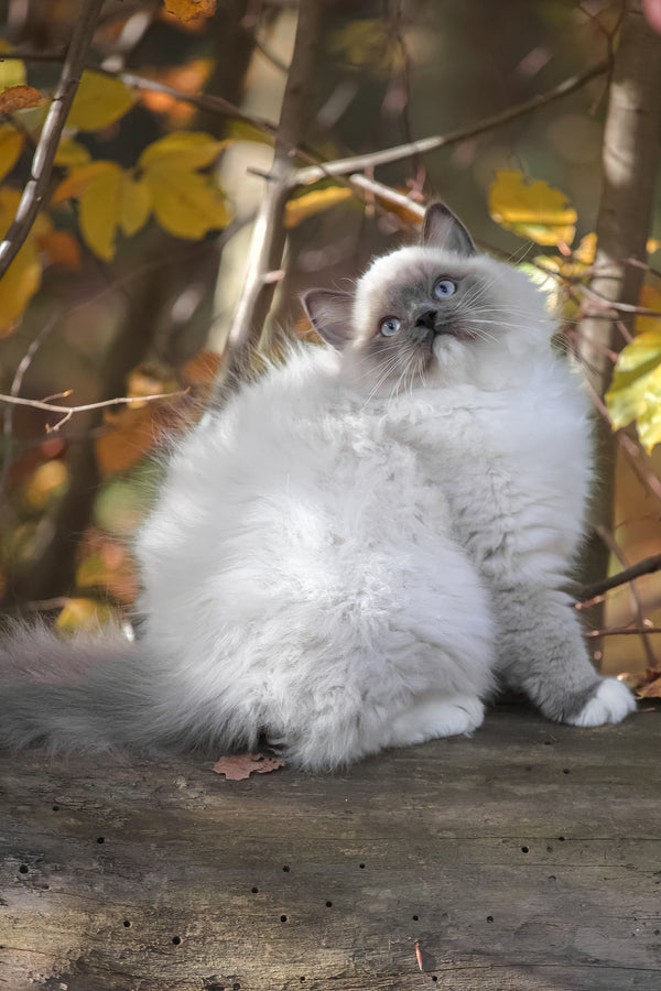 Milo | Ragdoll Kitten