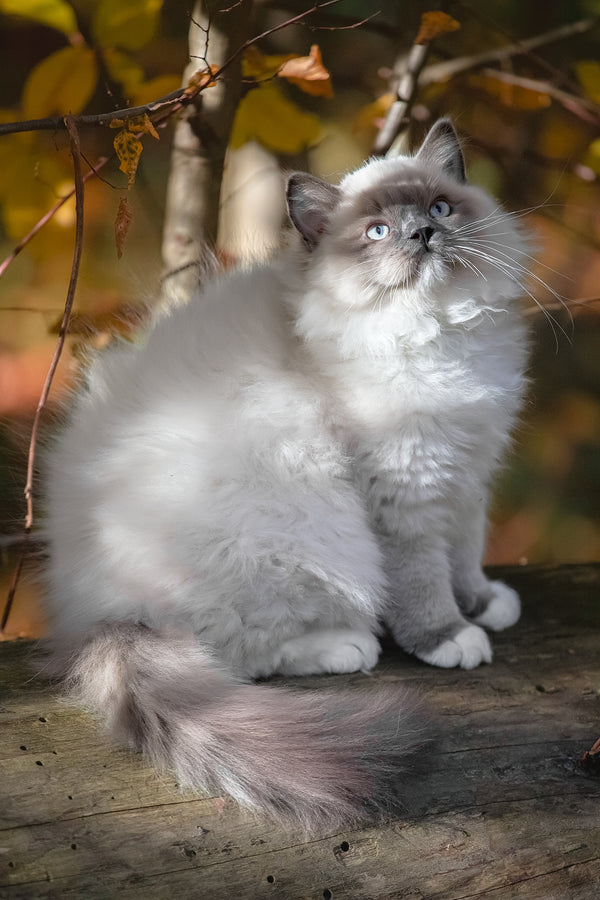 Milo | Ragdoll Kitten