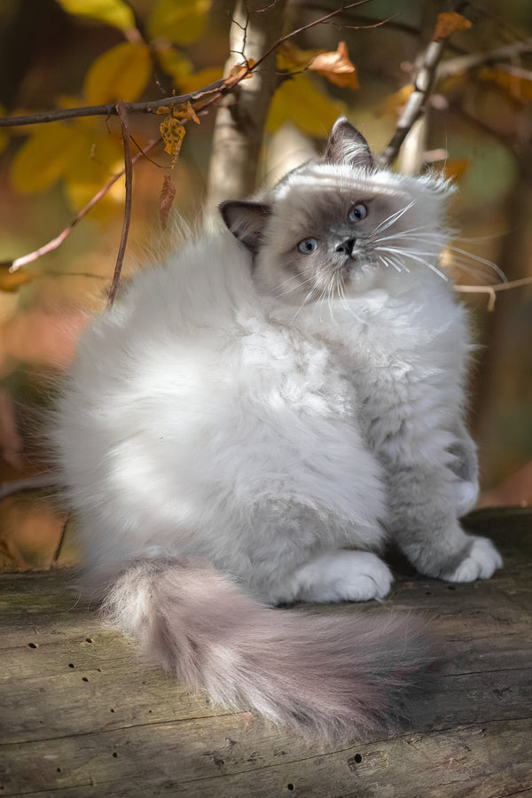 Milo | Ragdoll Kitten