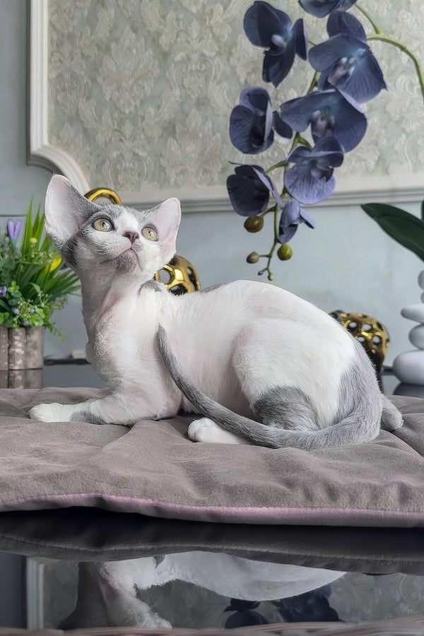 Milosh | Devon Rex Kitten