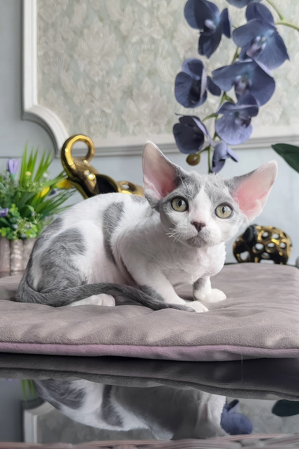 Milosh | Devon Rex Kitten