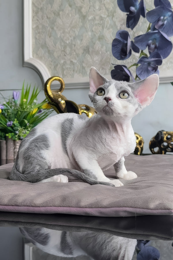 Milosh | Devon Rex Kitten