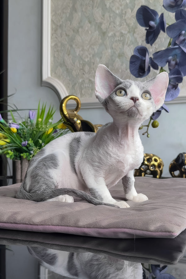 Milosh | Devon Rex Kitten