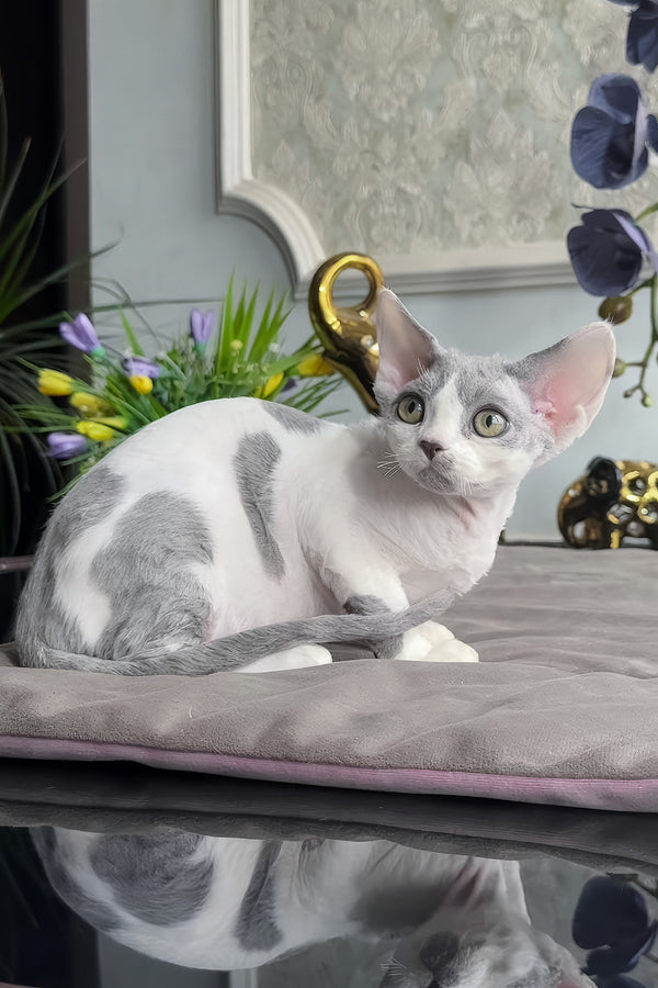 Milosh | Devon Rex Kitten