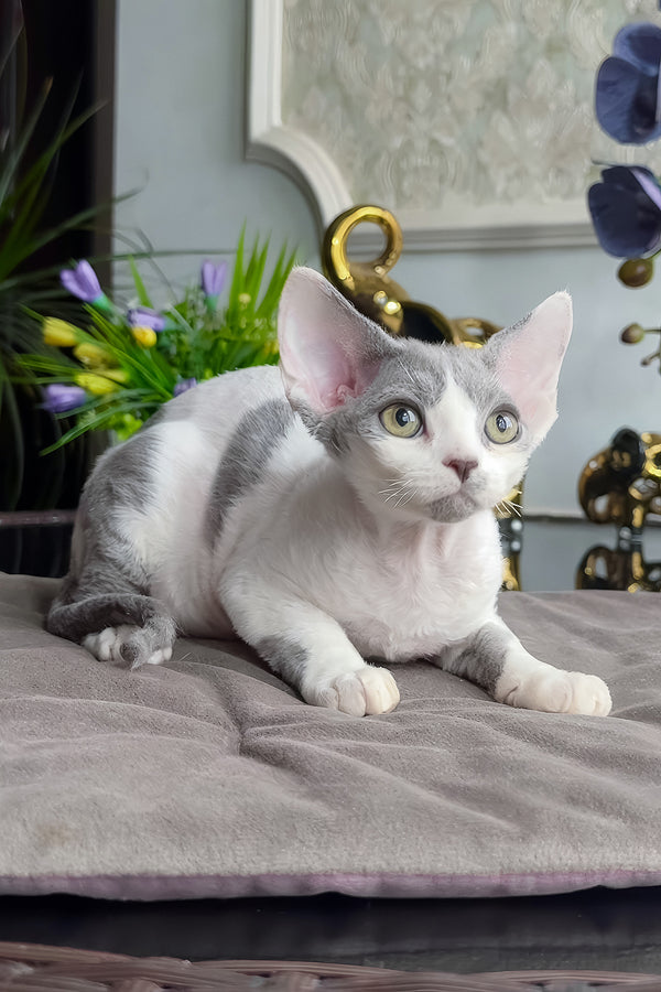 Milosh | Devon Rex Kitten