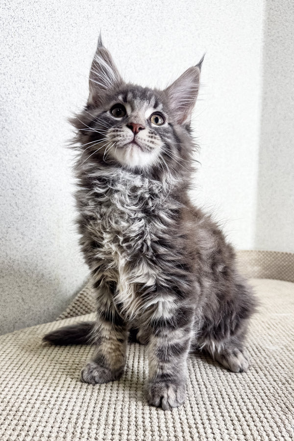 Minor | Maine Coon Kitten
