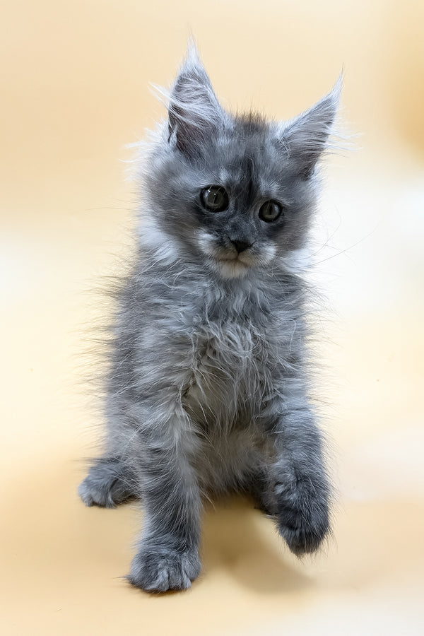 Miray | Maine Coon Kitten