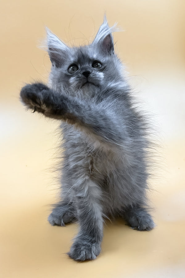 Miray | Maine Coon Kitten