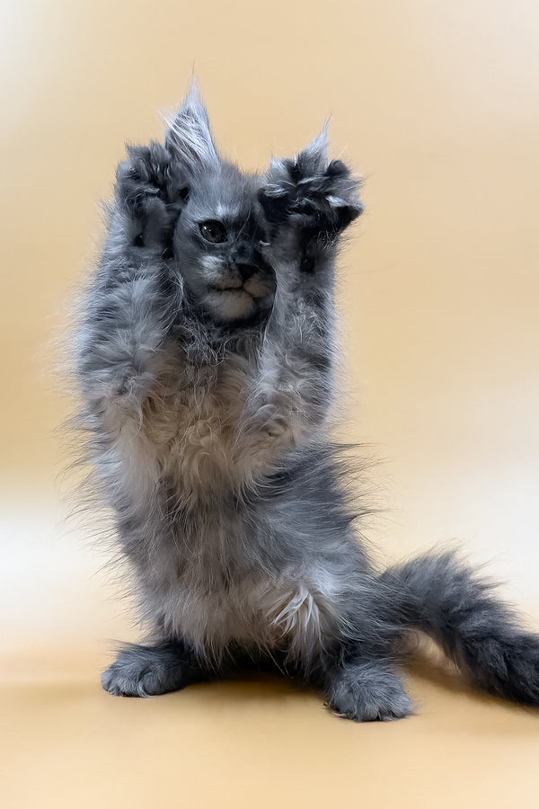 Miray | Maine Coon Kitten