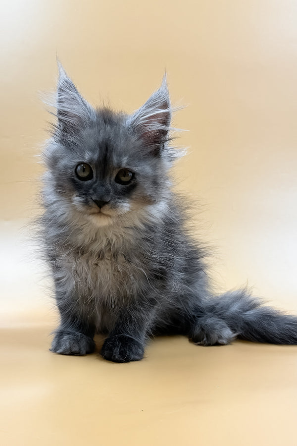 Miray | Maine Coon Kitten