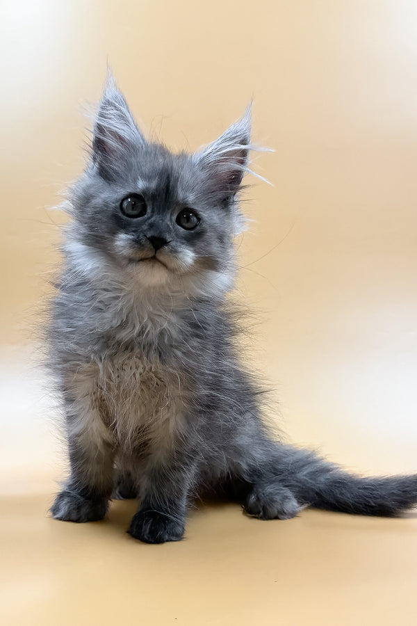 Miray | Maine Coon Kitten
