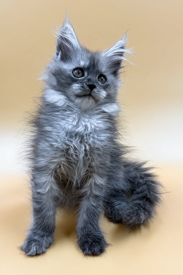 Miray | Maine Coon Kitten