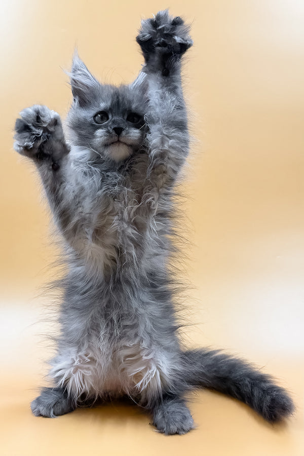 Miray | Maine Coon Kitten
