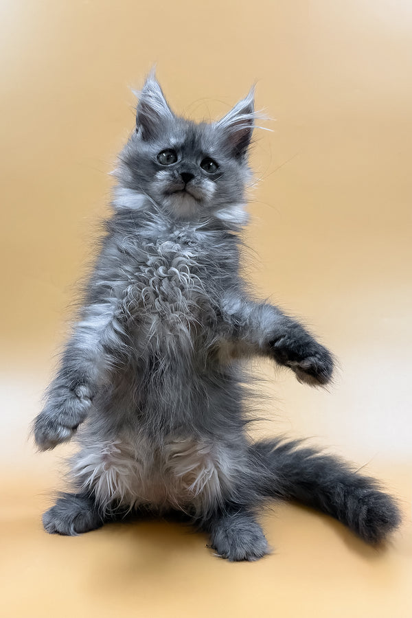 Miray | Maine Coon Kitten