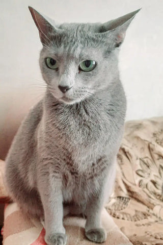 Arina | Russian Blue Kitten
