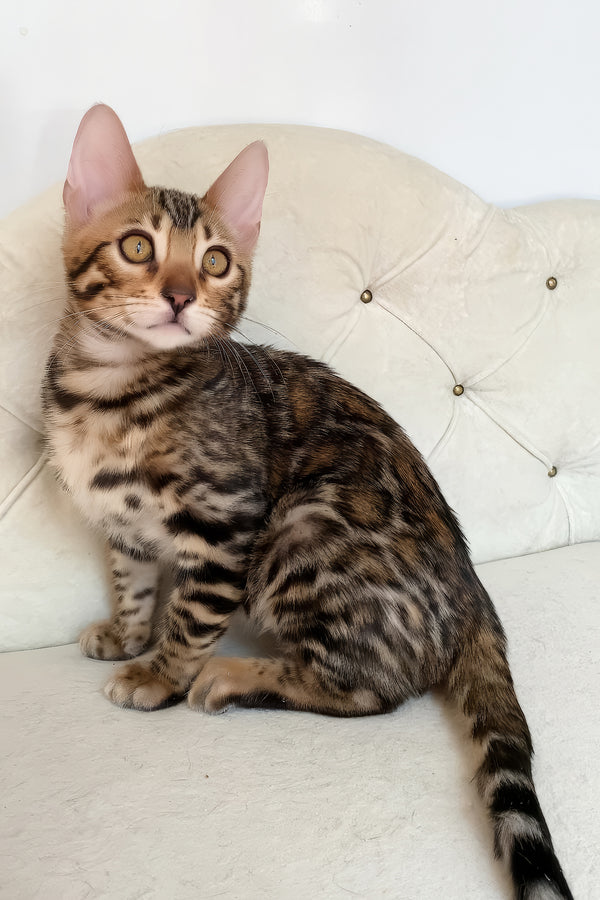 Monica | Bengal Kitten