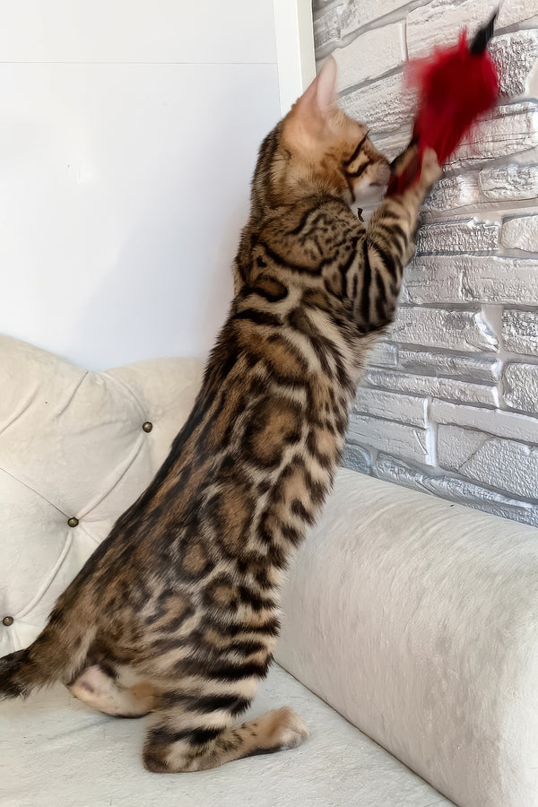 Monica | Bengal Kitten