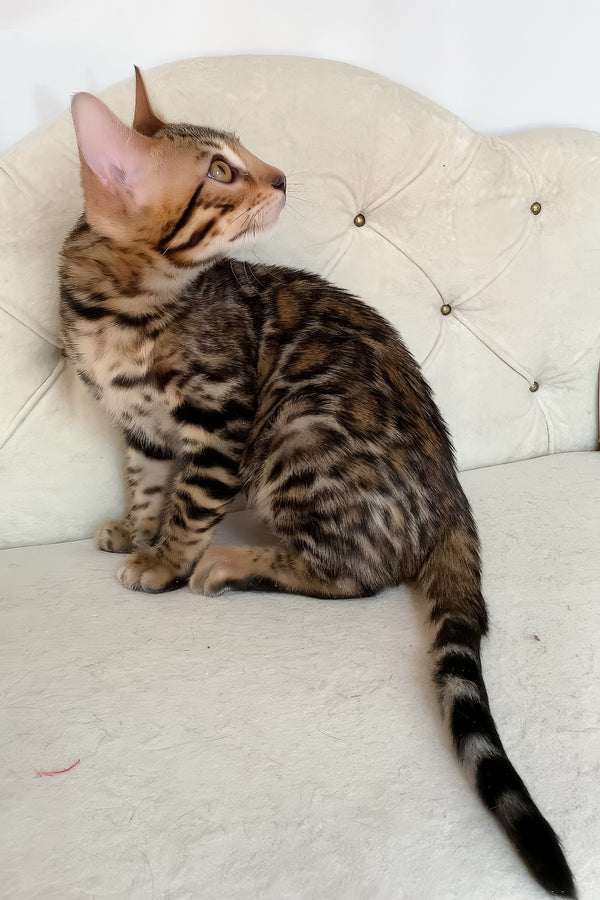 Monica | Bengal Kitten