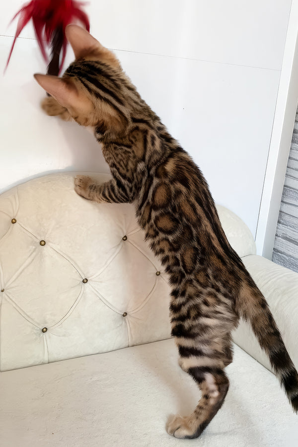 Monica | Bengal Kitten
