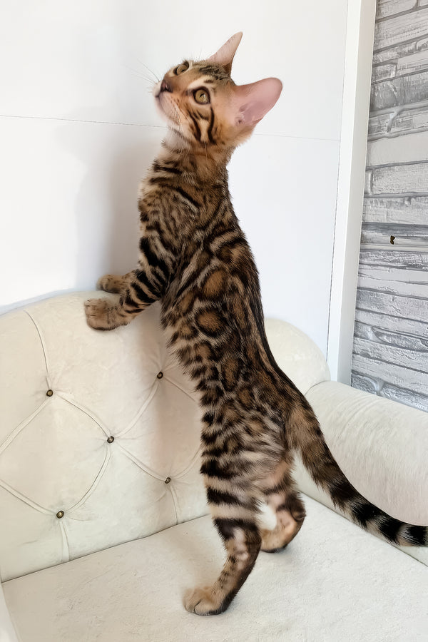 Monica | Bengal Kitten