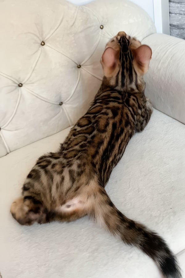 Monica | Bengal Kitten