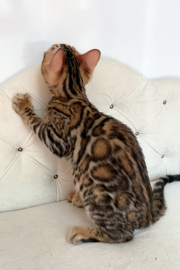 Monica | Bengal Kitten